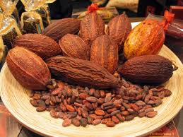 Giá Cacao tăng trở lại sau 2 tuần giảm giá