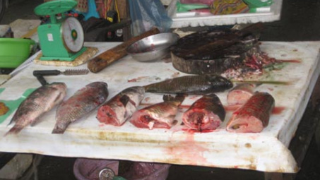 Nguy cơ tiềm ẩn từ các chất tăng trọng và kháng sinh trong thực phẩm