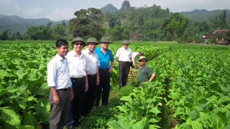 In cảnh báo sức khỏe trên bao bì thuốc lá: Còn đó khó khăn