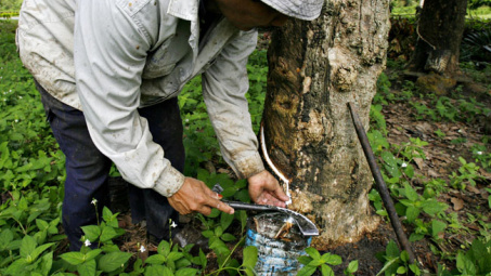 Giá cao su giảm xuống mức thấp nhất 9 tháng do lo ngại nhu cầu cao su từ Trung Quốc xuống thấp