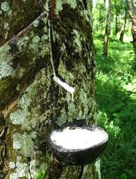 Giá cao su hướng đến tuần tăng cao nhất kể từ ngày 10/5