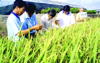 Gạo ST 20: Đặc sản hút khách