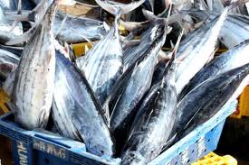 Xuất khẩu cá ngừ sang EU tăng trưởng cao