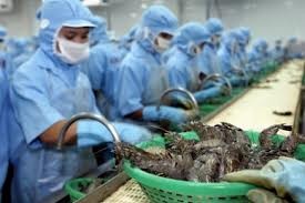 Xuất khẩu tôm sang EU phục hồi