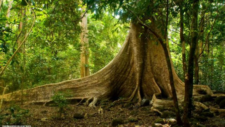 Kỳ thú Vườn Quốc gia Cát Tiên