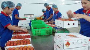 Xuất khẩu rau quả hướng tới 1 tỷ USD