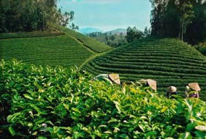 Thêm cơ hội cho chè Việt hội nhập