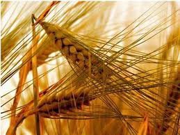 Trung Quốc dự báo: Giá tiểu mạch tăng trong những ngày cuối tháng 10