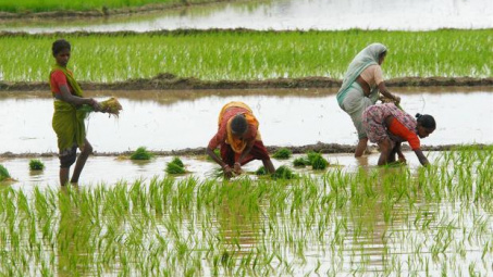 Sản lượng gạo của Ấn Độ sẽ giảm xuống trong năm nay