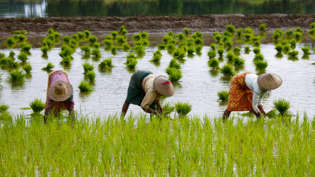 Myanmar: Gã khổng lồ tiếp theo trên thị trường gạo thế giới