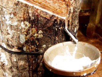 Dự báo dư cung cao su thiên nhiên trên toàn cầu trong năm 2014 sẽ tăng lên