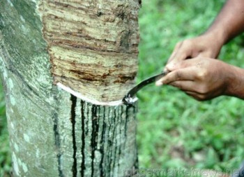 Giá cao su sụt giảm mạnh nhất trong vòng 7 tháng trở lại đây