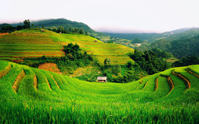Tổng hợp tin thị trường gạo ngày 10/1/2014