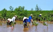 Hải Phòng lên kế hoạch ứng phó với biến đổi khí hậu, nước biển dâng