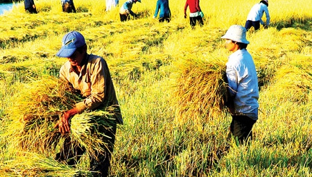 Thị trường gạo thế giới tuần từ 3 - 7/2/2014