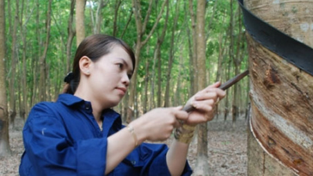 Giá cao su có thể tăng trở lại trong vòng 6 - 12 tháng tới
