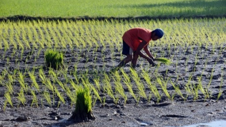 Ngân hàng Thế giới thúc giục Philippines gỡ bỏ quy định hạn chế khối lượng gạo nhập khẩu
