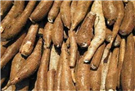 Tình hình sản xuất, xuất khẩu sắn năm 2013
