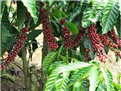 Tình hình xuất khẩu cà phê của Việt Nam trong năm 2013