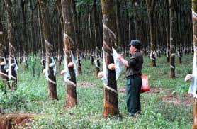 Tiêu chuẩn cao su Việt Nam