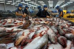 Cơ sở nuôi cá Tra thương phẩm phải áp dụng VietGAP