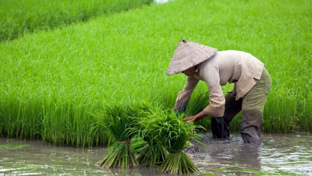 Thị trường gạo thế giới tuần từ 12 - 16/5/2014