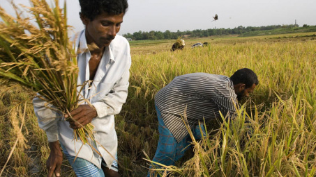  Bangladesh: Nhập khẩu gạo 9 tháng đầu năm tài khóa 2013/2014 tăng 14 lần so với cùng kỳ năm trước