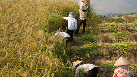 Thị trường gạo thế giới tuần từ 19 - 23/5/2014