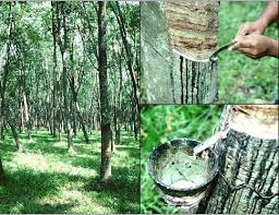 Giá cao su giảm, cơ hội cho ngành săm lốp