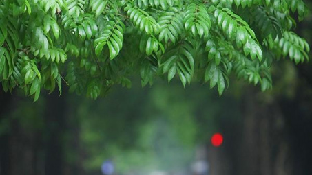 Hè về, thèm vị sấu chua Hà Nội