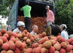 Ưu tiên thủ tục xuất khẩu vải quả tươi