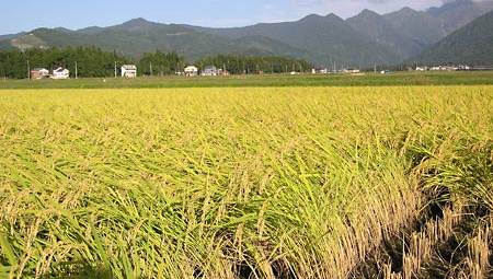 Philippin chuẩn bị điều chỉnh giảm thuế nhập khẩu gạo