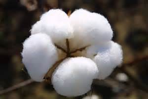 Quan hệ thương mại Việt Nam - Bờ Biển Ngà 6 tháng đầu năm 2014