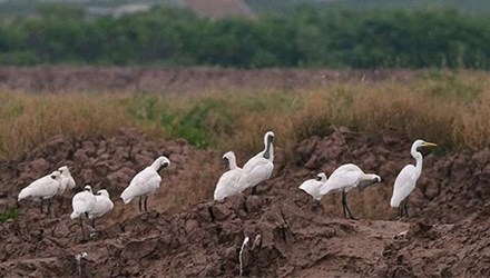 90% người Việt Nam không hiểu bài hát “Bắc kim thang cà lang bí rợ"
