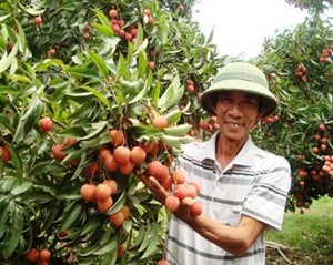 Từ “chiến thắng” của quả vải, đến việc giao thương của Việt Nam