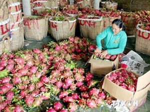 DN Đồng Nai liên kết với Hàn Quốc tiêu thụ nông sản