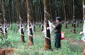 Nghị định về Điều lệ tổ chức và hoạt động của Tập đoàn Công nghiệp Cao su Việt Nam
