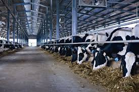 Trang trại bò sữa Vinamilk đạt chuẩn GlobalGAP