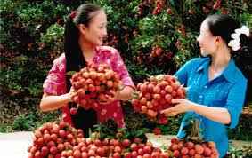 Vải thiều Bắc Giang: Thắng lớn nhờ liên kết “4 nhà”