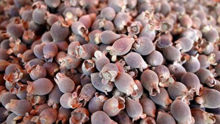 Hoa quả rừng về phố