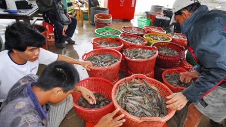 Chỉ thị dẹp vấn nạn tôm bơm tạp chất
