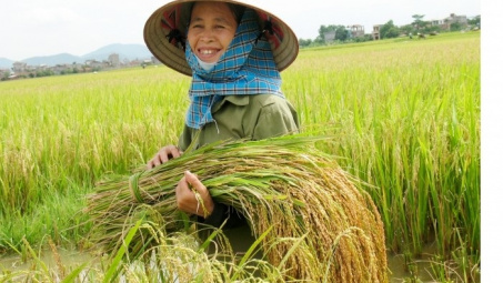 Thị trường gạo thế giới tuần từ 11 - 15/8/2014