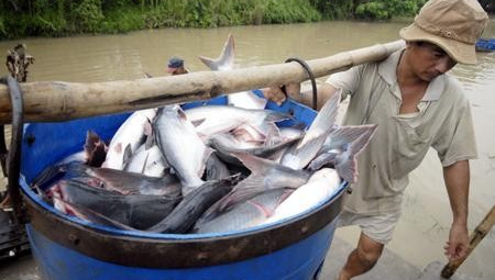 Xuất khẩu cá tra sang Mỹ và Nga giảm