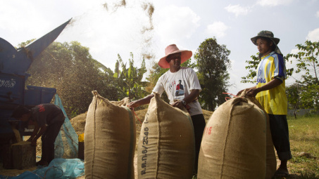 Tổng hợp tin thị trường gạo quốc tế ngày 27/8/2014