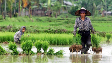 Thị trường gạo thế giới tuần từ 25 - 29/8/2014