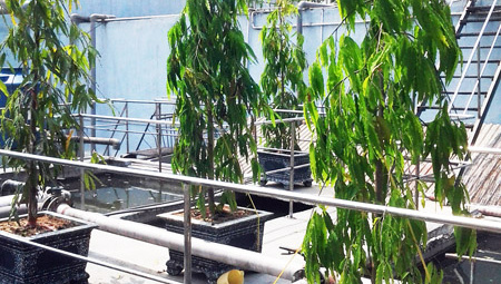 Công ty CP Bia Sài Gòn – Nghệ Tĩnh: Giải quyết triệt để vấn đề môi trường