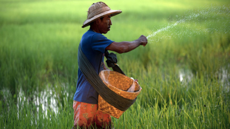 Myanmar: Tham vọng tham gia nhóm các nước xuất khẩu gạo lớn trên thế giới