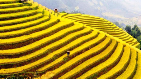 Thị trường gạo thế giới tháng 8/2014