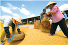 Tìm kiếm doanh nghiệp có nhu cầu và năng lực tham gia xây dựng Sở Giao dịch gạo tại khu vực Đồng bằng sông Cửu Long
