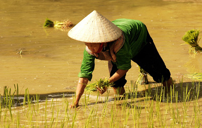 Tổng hợp tin thị trường gạo quốc tế ngày 19/9/2014